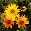 Premium 1/4 Lb African Daisy Wildflower Seeds