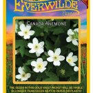 Premium 75 Canada Anemone Wildflower Seeds Premium 75 Canada Anemone Wildflower Seeds