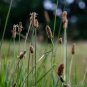 Premium 1000 Great Spike Rush Native Grass Seeds