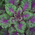 Premium 1 Lb Red Russian Kale Seeds