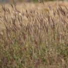 Exclusive 1 Lb Big Bluestem Native Grass Seeds Exclusive 1 Lb Big Bluestem Native Grass Seeds