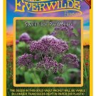 New Arrival 800 Sweet Joe Pye Weed Wildflower Seeds New Arrival 800 Sweet Joe Pye Weed Wildflower Seeds