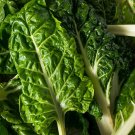 Limited Edition 1/4 Lb Fordhook Swiss Chard Seeds Limited Edition 1/4 Lb Fordhook Swiss Chard Seeds