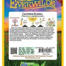 Exclusive 1 Oz California Bluebell Wildflower Seeds Exclusive 1 Oz California Bluebell Wildflower Seeds
