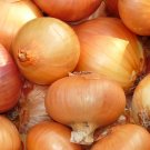 Best-Selling 1/4 Lb Texas Early Grano Onion Seeds Best-Selling 1/4 Lb Texas Early Grano Onion Seeds