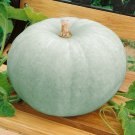 Limited Edition 1/4 Lb Sweet Meat Winter Squash Seeds Limited Edition 1/4 Lb Sweet Meat Winter Squash Seeds