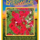 New Arrival 1000 Red Drummond Phlox Wildflower Seeds