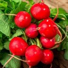 Limited Edition 1 Lb Champion Radish Seeds Limited Edition 1 Lb Champion Radish Seeds