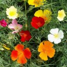 New Arrival 1/4 Lb Mixed California Poppy Wildflower Seeds New Arrival 1/4 Lb Mixed California Poppy Wildflower Seeds