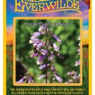 Exclusive 1250 Hairy Beardtongue Wildflower Seeds Exclusive 1250 Hairy Beardtongue Wildflower Seeds