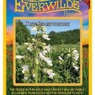 Premium 1000 Tube Beardtongue Wildflower Seeds