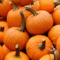 New Arrival 1 Lb Small Sugar Pumpkin Seeds