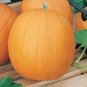 Premium 1/4 Lb Jack O Lantern Pumpkin Seeds