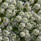 New Arrival 1/4 Lb Tall White Sweet Alyssum Wildflower Seeds New Arrival 1/4 Lb Tall White Sweet Alyssum Wildflower Seeds