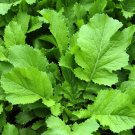 New Arrival 1/4 Lb Florida Broadleaf Mustard Seeds