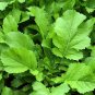 New Arrival 1/4 Lb Florida Broadleaf Mustard Seeds