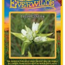 Limited Edition 2000 Cream Gentian Wildflower Seeds Limited Edition 2000 Cream Gentian Wildflower Seeds