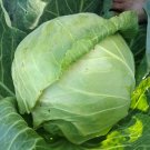 Limited Edition 1/4 Lb Copenhagen Market Early Cabbage Seeds Limited Edition 1/4 Lb Copenhagen Market Early Cabbage Seeds