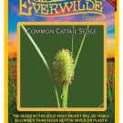 New Arrival 100 Common Cattail Sedge Native Grass Seeds