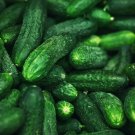 New Arrival 1/4 Lb Spacemaster Cucumber Seeds
