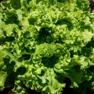 New Arrival 1/4 Lb Green Ice Leaf Lettuce Seeds New Arrival 1/4 Lb Green Ice Leaf Lettuce Seeds