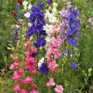 Exclusive 1/4 Lb Imperial Mixed Rocket Larkspur Wildflower Seeds Exclusive 1/4 Lb Imperial Mixed Rocket Larkspur Wildflower Seeds