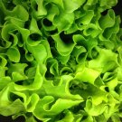 Best-Selling 1/4 Lb Salad Bowl Leaf Lettuce Seeds Best-Selling 1/4 Lb Salad Bowl Leaf Lettuce Seeds