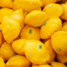 Exclusive 1/4 Lb Yellow Bush Scallop Summer Squash Seeds Exclusive 1/4 Lb Yellow Bush Scallop Summer Squash Seeds