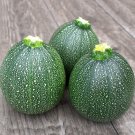 Best-Selling 1/4 Lb Round Zucchini Summer Squash Seeds