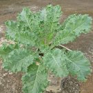 Top-Quality 1/4 Lb Siberian Dwarf Kale Seeds Top-Quality 1/4 Lb Siberian Dwarf Kale Seeds