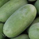 Premium 1/4 Lb Charleston Gray Watermelon Seeds Premium 1/4 Lb Charleston Gray Watermelon Seeds