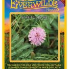 Premium 50 Sensitive Plant Wildflower Seeds Premium 50 Sensitive Plant Wildflower Seeds