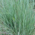 Top-Quality 1 Lb Little Bluestem Native Grass Seeds Top-Quality 1 Lb Little Bluestem Native Grass Seeds