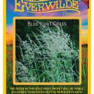 Top-Quality 1000 Blue Joint Grass Native Grass Seeds