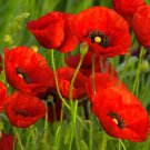 Top-Quality 1/4 Lb Red Poppy Wildflower Seeds Top-Quality 1/4 Lb Red Poppy Wildflower Seeds