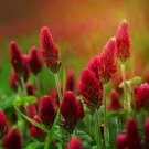 Best-Selling 1 Lb Crimson Clover Wildflower Seeds Best-Selling 1 Lb Crimson Clover Wildflower Seeds