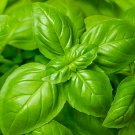 Limited Edition 1 Lb Genovese Basil Herb Seeds Limited Edition 1 Lb Genovese Basil Herb Seeds