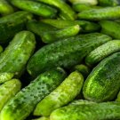 Best-Selling 1/4 Lb Boston Pickling Cucumber Seeds Best-Selling 1/4 Lb Boston Pickling Cucumber Seeds