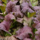 Premium 1/4 Lb Red Giant Mustard Seeds Premium 1/4 Lb Red Giant Mustard Seeds