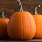 Limited Edition 40 Jack O Lantern Pumpkin Seeds