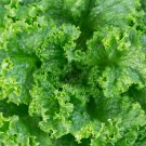 Limited Edition 1 Lb Grand Rapids Leaf Lettuce Seeds