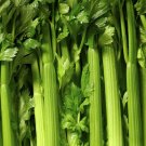 New Arrival 1/4 Lb Tall Utah 52-70 Celery Seeds New Arrival 1/4 Lb Tall Utah 52-70 Celery Seeds