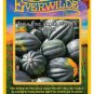 New Arrival 40 Table King Acorn Winter Squash Seeds
