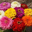 Limited Edition 1/4 Lb Dahlia Flowered Mixed Zinnia Wildflower Seeds Limited Edition 1/4 Lb Dahlia Flowered Mixed Zinnia Wildflower Seeds