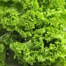 Exclusive 1 Lb Southern Giant Curled Mustard Seeds