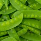 Exclusive 1 Lb Oregon Sugar Pod II Pea Seeds Exclusive 1 Lb Oregon Sugar Pod II Pea Seeds