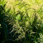 Premium 1000 Reed Manna Grass Native Grass Seeds