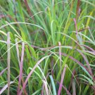 Limited Edition 1/4 Lb Little Bluestem Native Grass Seeds Limited Edition 1/4 Lb Little Bluestem Native Grass Seeds