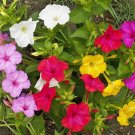Exclusive 50 Mixed Four O'Clock Wildflower Seeds Exclusive 50 Mixed Four O'Clock Wildflower Seeds