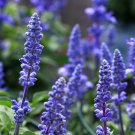 Exclusive 1 Oz Blue Sage Wildflower Seeds